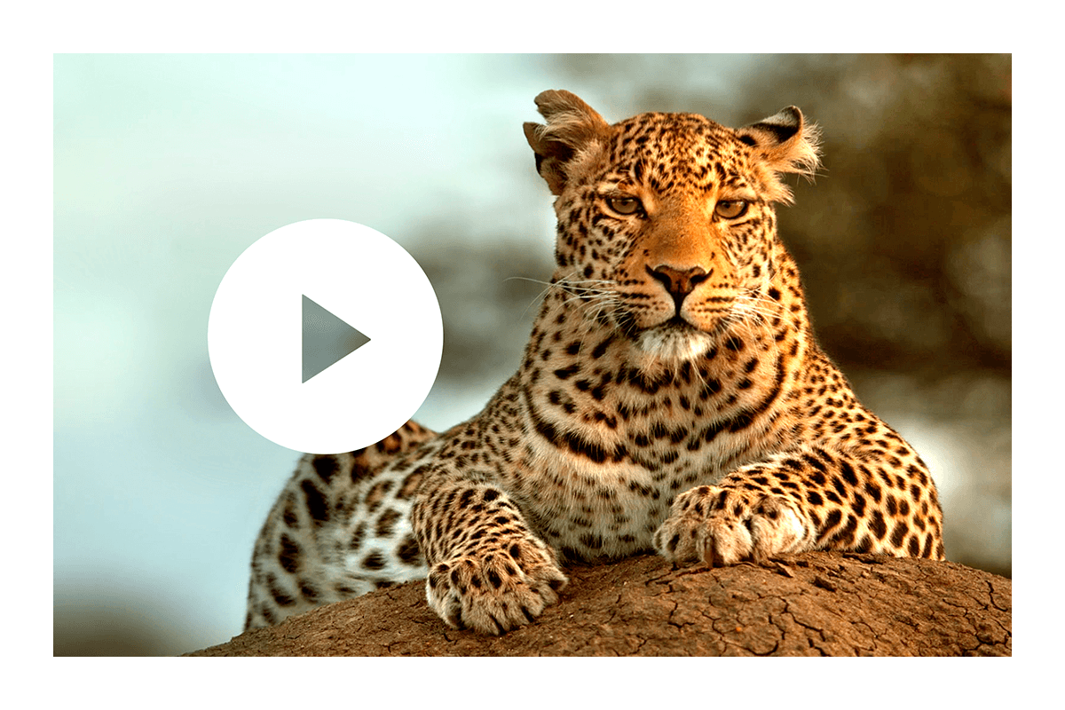 Fig the Leopard Video